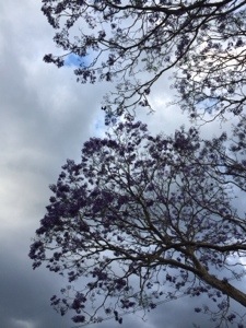 Purple Tree